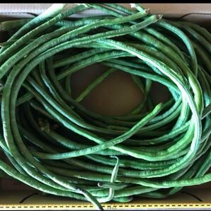 三尺ささげ 800g箱込 徳島県産 栽培中農薬不使用です