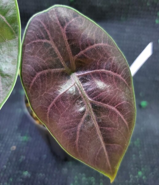 Alocasia azlanii アロカシア アズラニー アロイド 熱帯植物 クワズイモ