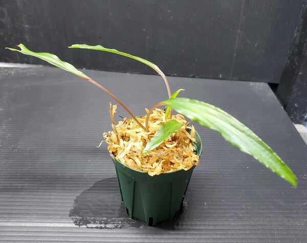 Homalomena vittifolia カミハタ便 ホマロメナ ビッティフォリア 熱帯植物 アロイド パルダリウム ジメジメ系植物