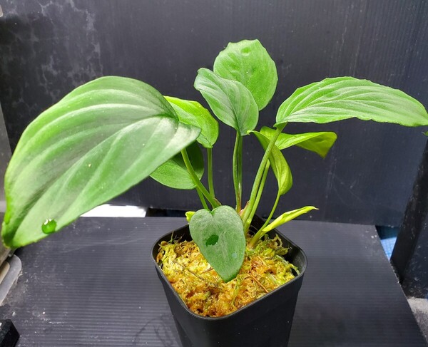 Homalomena humilis greennarrow カミハタ便 ホマロメナ フミリス グリーンナロー アロイド パルダリウム 熱帯植物 ジメジメ系植物
