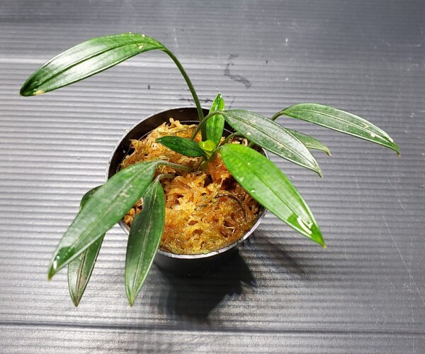 Aridarum sp. Melawi1 カミハタ便 アリダルム ムラウィ ジメジメ系植物 熱帯植物 アロイド パルダリウム