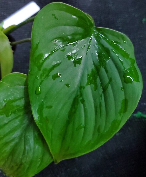Homalomena sp. curvata ランガット カミハタ 熱帯植物 アロイド ホマロメナ ジメジメ系植物