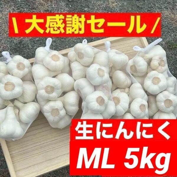 【大感謝セール】新物 青森県産 生にんにく ML 5kg福地ホワイト六片
