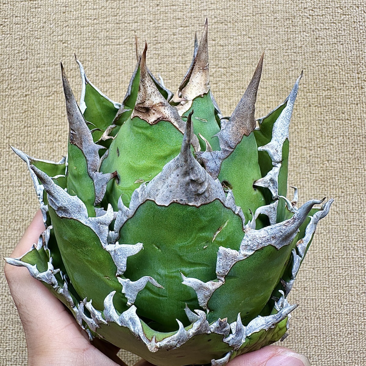 梅*ヨ様 オークション【3000取引感謝企画】超選抜 アガベ 赤猫錦 くっきり斑 Yahoo!オークション -「アガベ レッドキャットウィーズル」の