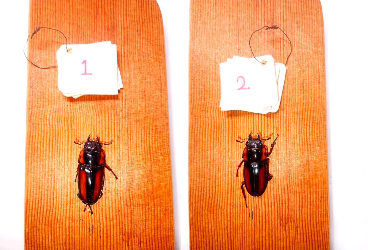 Yahoo!オークション -「サバゲノコギリクワガタ」の落札相場