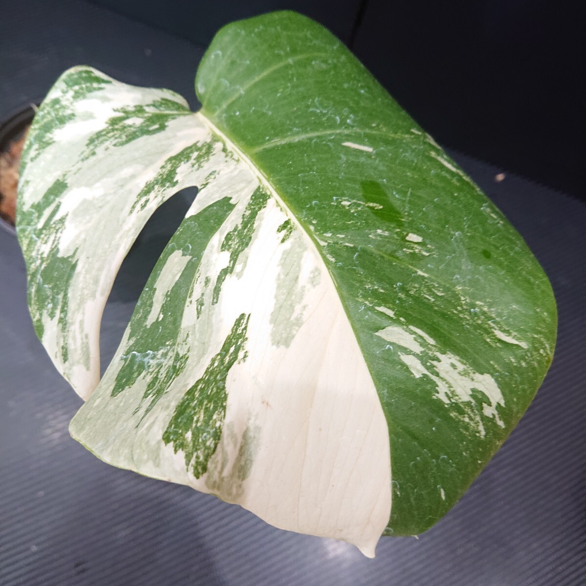 Yahoo!オークション -「ホワイトタイガー」(モンステラ) (観葉