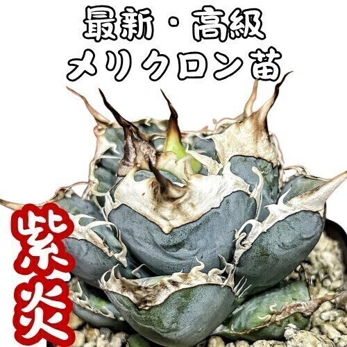 アガベ チタノタ 中国 龍球会 黒豹 中株 シーザー ハデス 白犀牛 皇冠 Yahoo!オークション -「黒豹」(観葉植物) の落札相場・落札価格
