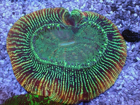 オオバナサンゴ グリーンマルチ 2025年最新】オオバナサンゴの魅力的な海水魚商品が多数 - Yahoo