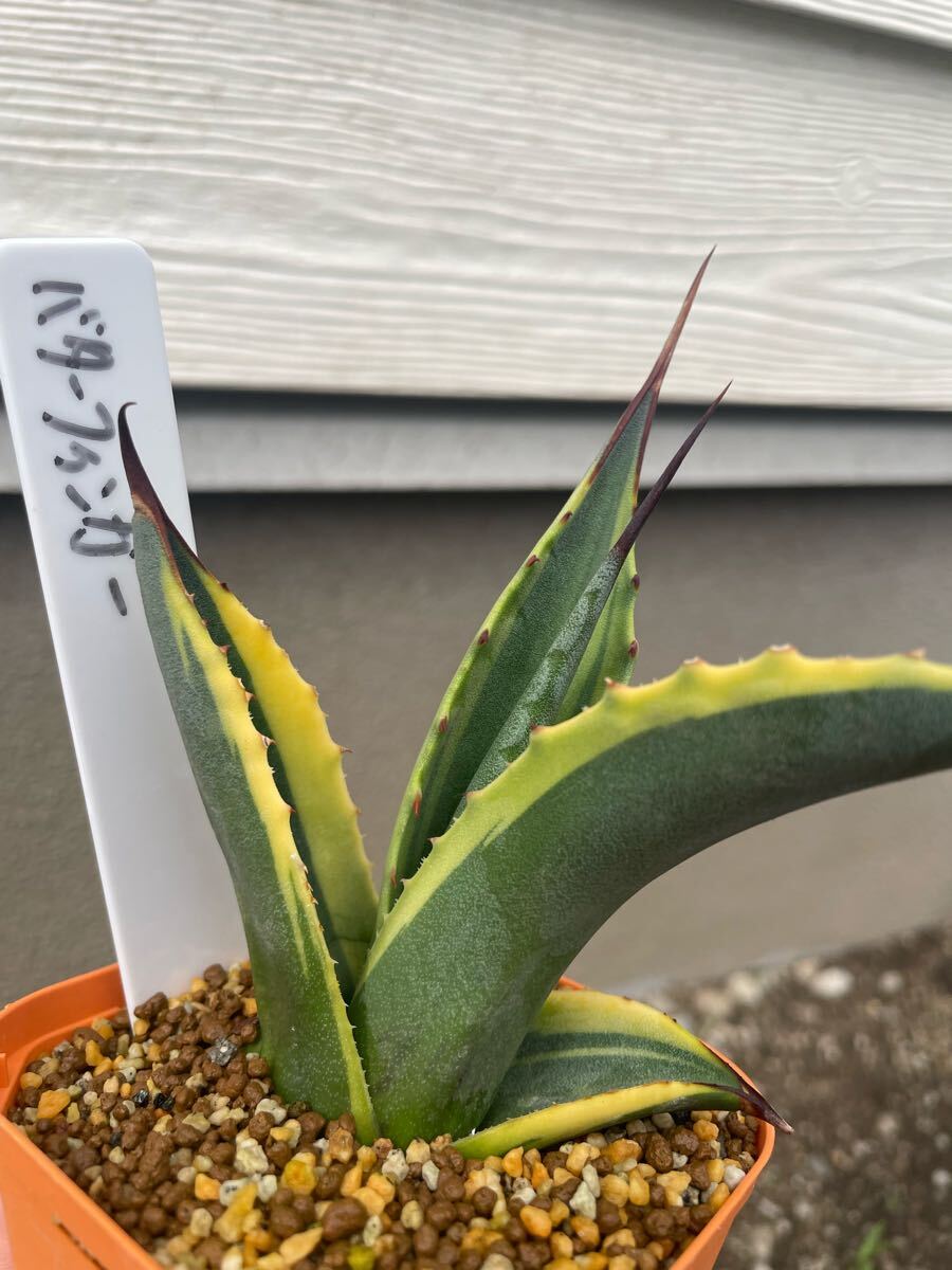 Yahoo!オークション -「アガベ バターフィンガー」の落札相場