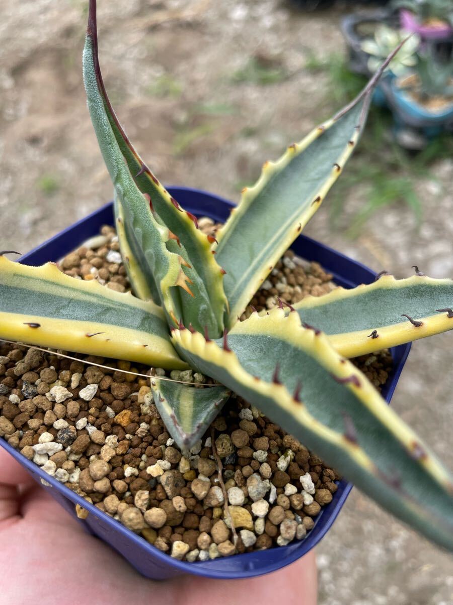 アガベ　スカブラ錦　縞斑　子株　希少 アガベ スカブラ錦 縞斑 子株 希少 Yahoo!オークション - アガベ