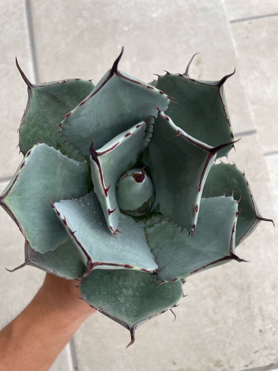 Yahoo!オークション -「アガベ パリートランカータ大株」(花