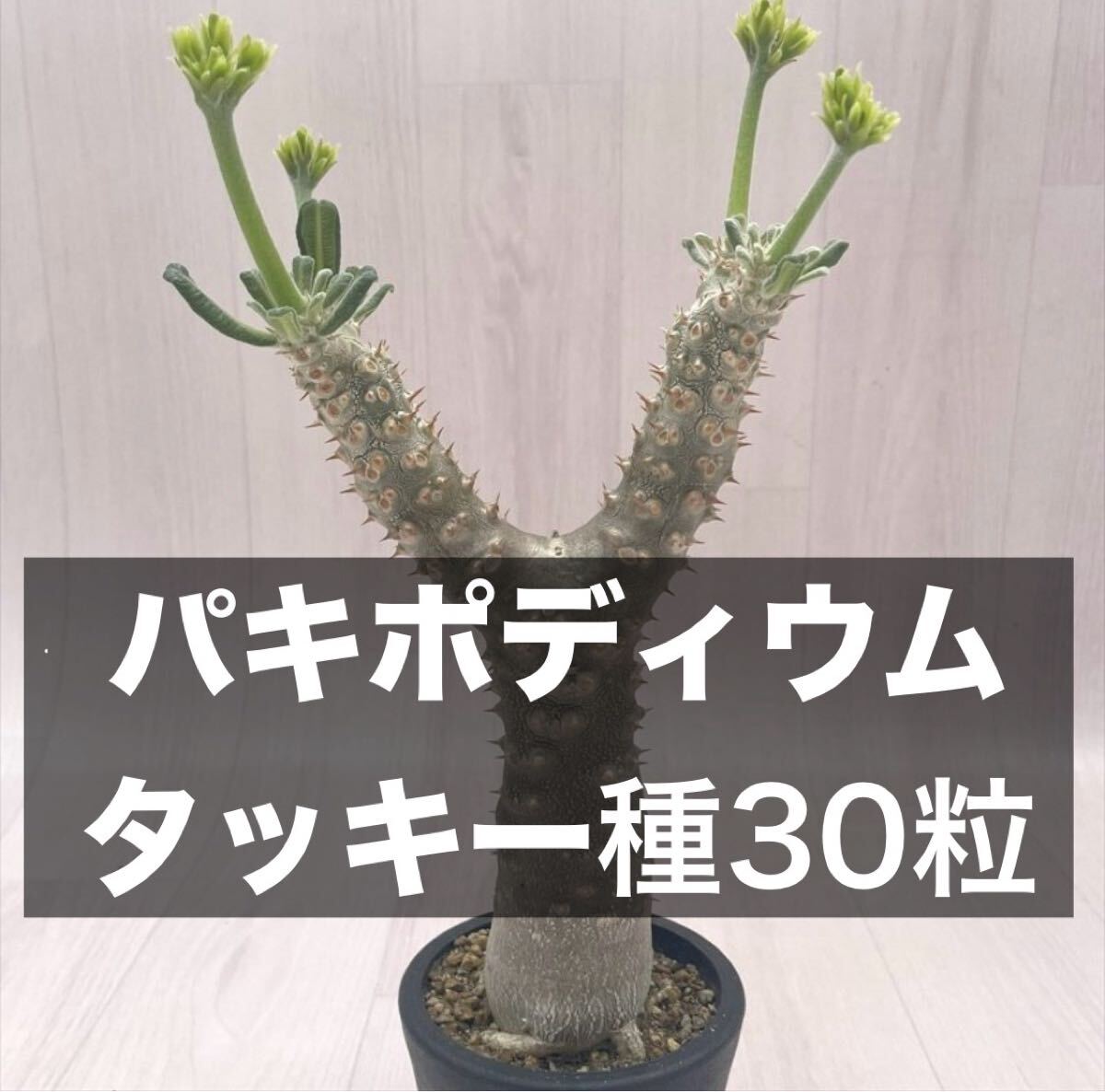 パキポディウム・タッキー種子15粒 7月3日採種 Yahoo!オークション -「パキポディウム タッキー」(花、園芸) の