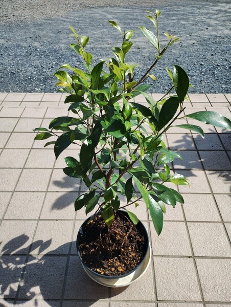 ガジュマル およそ80cm