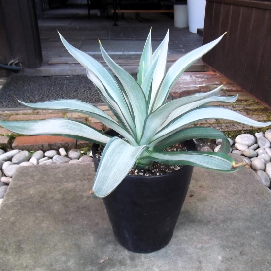 mariエレファンティペス 五色万代 デスメティアーナ アガベ デスメティアーナ アイボリースター 3.5号 Agave