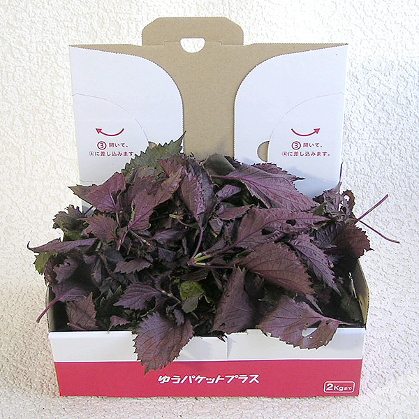【無農薬有機栽培・兵庫県産】 赤紫蘇(赤しそ)の葉 200g