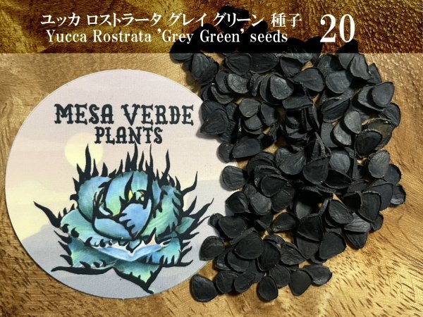 2025年最新】Yahoo!オークション -ユッカ・ロストラータ(ユッカ)の中古