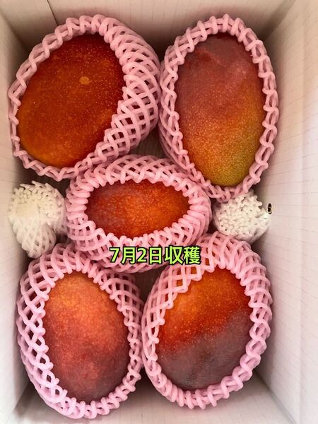 沖縄マンゴー2.5kg(2玉ギスあり)