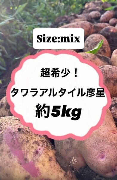5kg タワラアルタイル彦星 栽培期間中 無農薬 無肥料 じゃがいも 備蓄 傷あり ブサイクちゃん