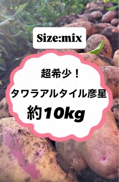 10kg タワラアルタイル彦星 栽培期間中 無農薬 無肥料 じゃがいも 備蓄 傷あり ブサイクちゃん