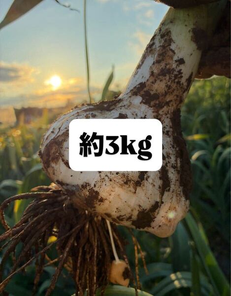 約3kg ジャンボニンニク 栽培期間中 無農薬 無肥料 除草剤不使用 自然農法 ジャンボにんにく 無臭ニンニク サイズミックス