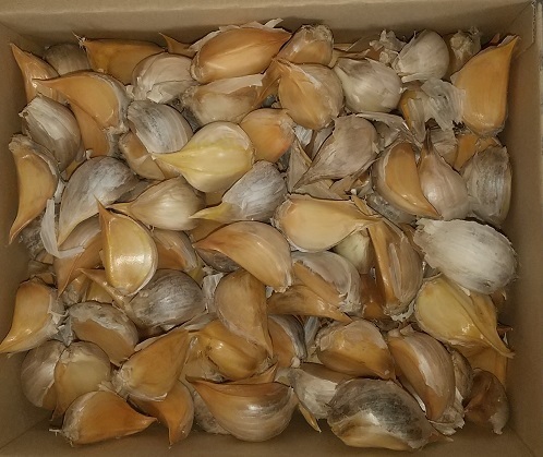 鳥取県令和7年産自然乾燥ジャンボニンニク バラ 2kg 送料無料