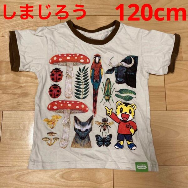 半袖Tシャツ しまじろうのわお! 小学生 120cm 男の子 女の子 こどもちゃれんじ 5歳 6歳 7歳 幼稚園保育園児 夏服 トップス 綿100%
