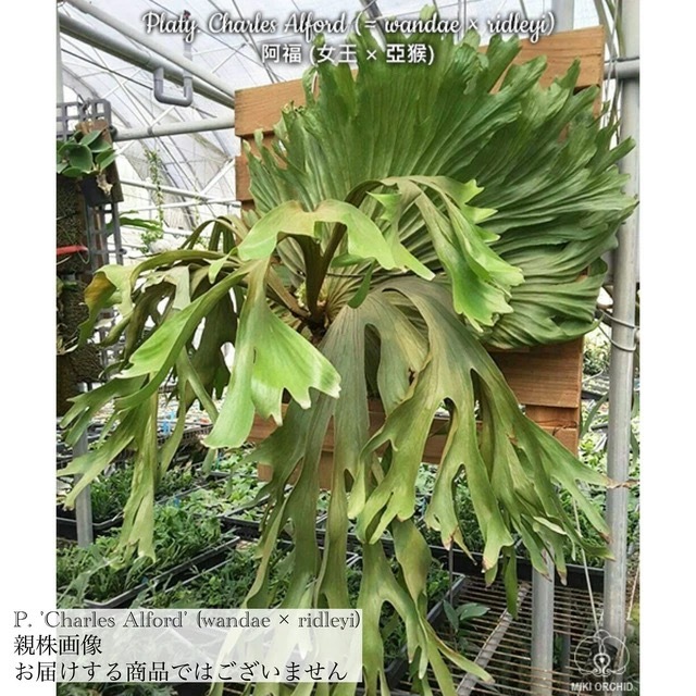 ビカクシダ・ワンダエ　大株 ビカクシダ ワンダエ ドワーフ | GREEN LUCK