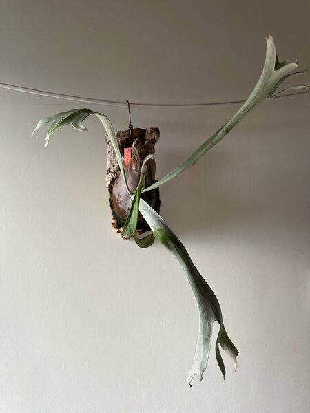 P .ベイチーハイシールド ビカクシダ コウモリラン 中株 観葉植物 シダ植物 ビカクシダ