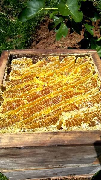 非加熱無添加の日本蜜蜂ハチミツ1.2キロ強 送料無料!