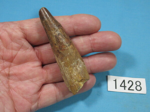 ◆恐竜 スピノサウルスの歯◆73mm◆No.1428◆送料無料