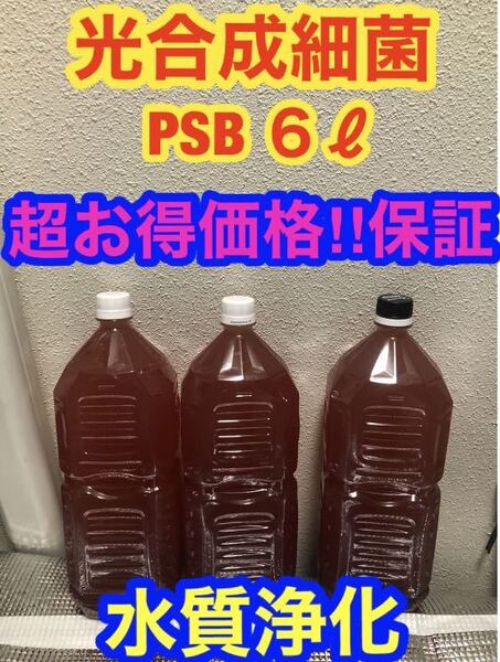 沖ちゃんメダカ【送料無料】濃縮 光合成細菌PSB 6Lバクテリア メダカ めだか 金魚 グッピー ミジンコ 稚魚 針子(2000ml)種水