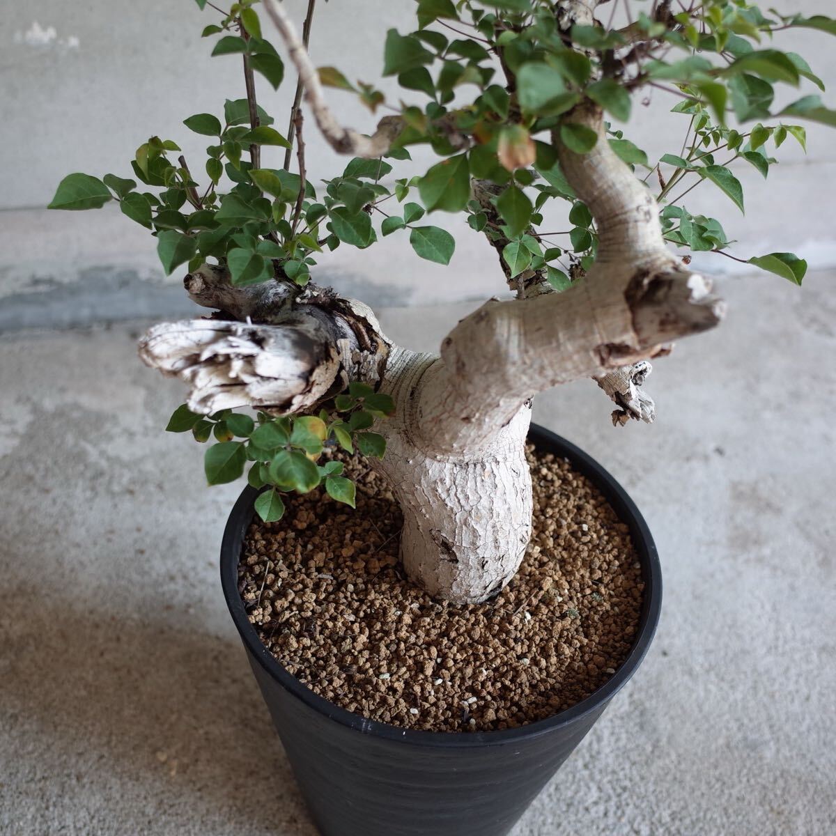 コミフォラ　ドレイク　ブロックマニー　抜き苗 コミフォラ ドレイク ブロックマニー 抜き苗