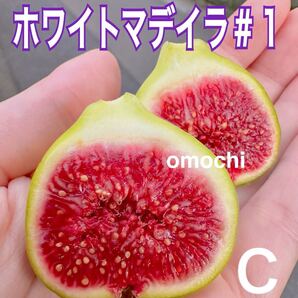 【在庫僅少】C いちじくホワイトマデイラ#1 White Madeira #1 穂木 挿し木 苗木