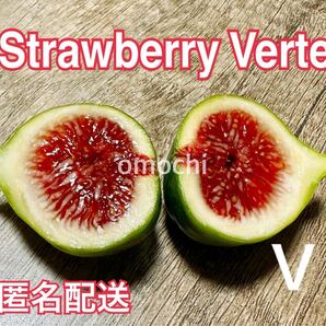 Vいちじく ストロベリーベルテ Strawberry Verte 苗木 挿し木 穂木 イチジク