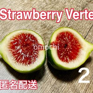 2 いちじく ストロベリーベルテ Strawberry Verte 穂木 苗木 いちじく 挿し木