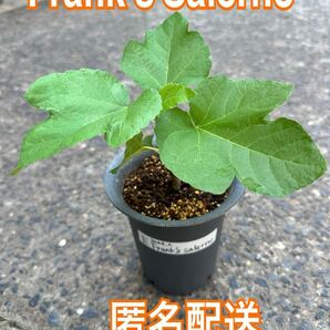 【珍しい品種】E いちじく Frank's Salerno 苗木 穂木 挿木