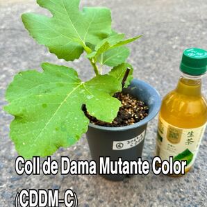 送料込 4 いちじく Coll de Dama Mutante Color (CDDM-C)レディミュータント苗木 穂木 挿木