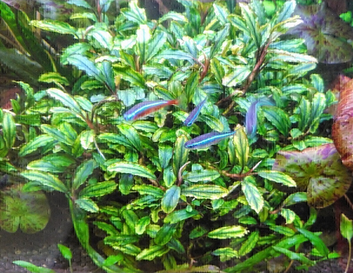 ブセファランドラsp Brownie Neo 2015 群生株 完全水中葉 №9