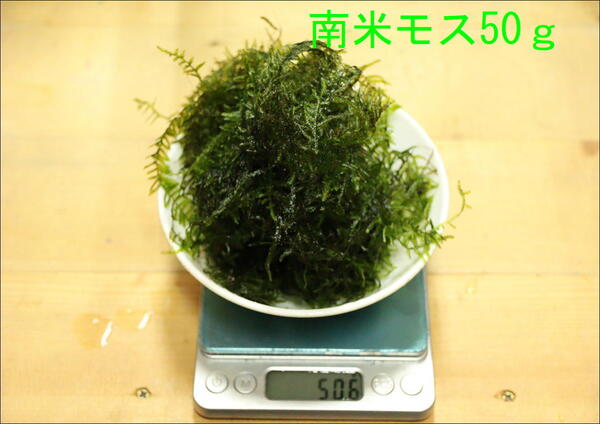 【尾道えび】・・・無農薬南米モス50g №3