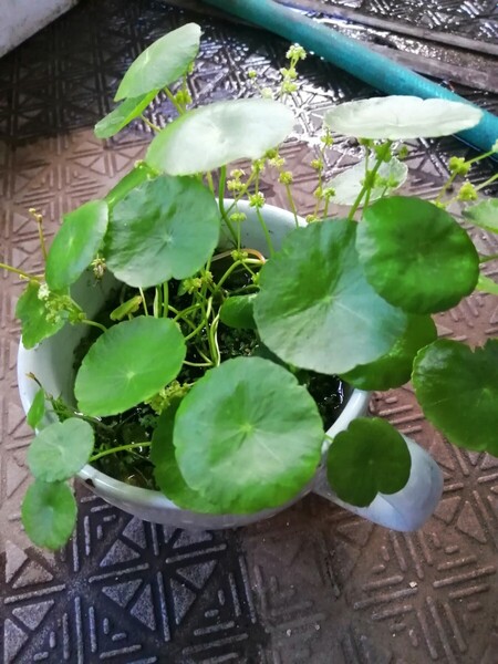 ウォーターマッシュルーム メダカ水槽で増えた 水耕栽培 無農薬 水草