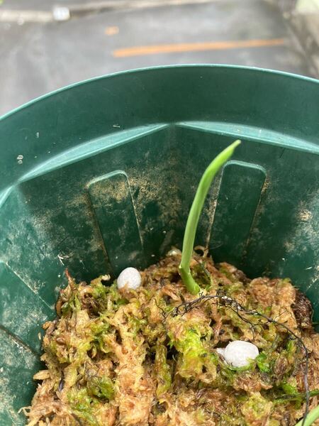 リリアン/茎伏せ/発根発芽済み/カーティシー似/アグラオネマ観葉植物