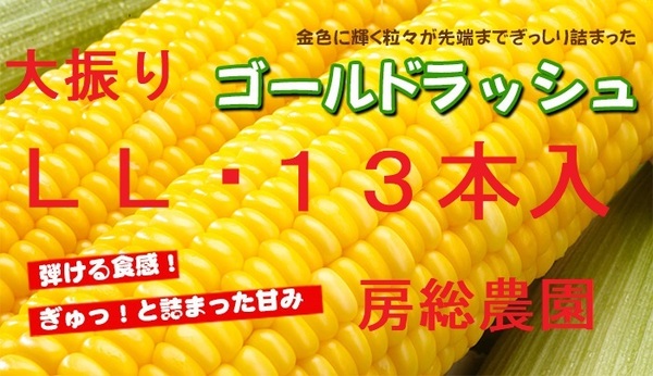 大振りのL13本入り・生でもOK!朝採れのゴールドラッシュ・19
