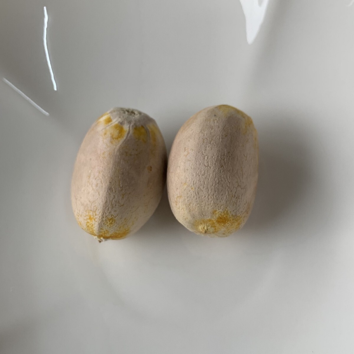 Yahoo!オークション -「マクロザミア」(観葉植物) の落札相場