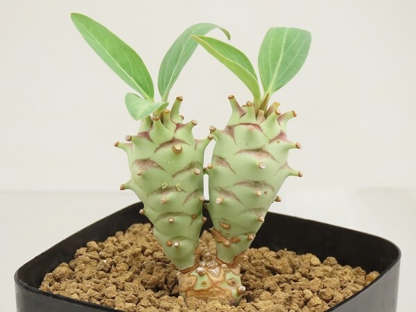 (やどろき)ロンギツベルクローサ 新鮮種子 選別済 30粒 Yahoo!オークション -「ユーフォルビア ロンギツベルクローサ