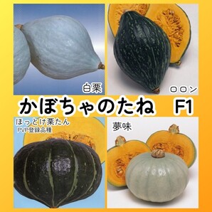 匿名配送無料◆F1カボチャ種セット4◆白栗+ロロン+ほっとけ栗たん+夢味◆白皮 ラグビーボール型 短節間南瓜 かぼちゃ