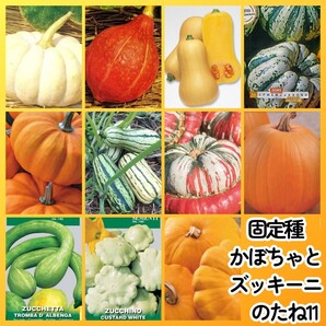 匿名配送無料◆固定種カボチャ種11◆白皮砂糖南瓜打木赤皮バターナッツ ミニパンプキン デリカータ ターバン ハロウィーンUFOズッキーニ他
