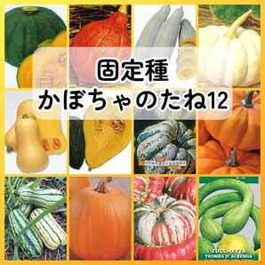 匿名配送無料◆固定種カボチャ種12◆東京南瓜打木赤皮飛騨南瓜白皮砂糖バターナッツきぬごしミニパンプキンデリカータターバンハロウィーン