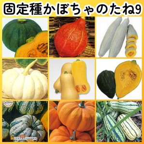匿名配送無料◆固定種カボチャ種9◆東京南瓜打木赤皮栗飛騨南瓜白皮砂糖バターナッツきぬごしスイートダンプリングジャックビーデリカータ