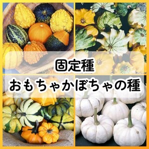 匿名配送無料◆固定種カボチャ種おもちゃかぼちゃ4●スモールフルーツミックス/クラウンミックス/スターミックス/ベイビーブー/ハロウィン
