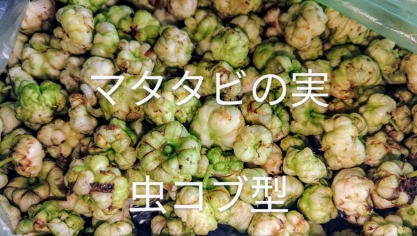 岩手県産 マタタビの実 虫コブ 500g